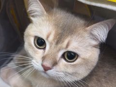 -瑞鹏宠物医院·宠保定点·心脏科·内科(御桥分院)