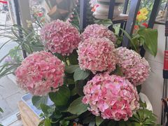 -FEI FEI FLOWER鲜花店·气球派对·宝宝宴布置(虹口德必运动Loft店)