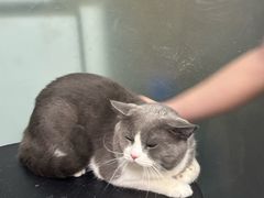 -PETKIT小佩宠物·低压洗护(国顺东路店)