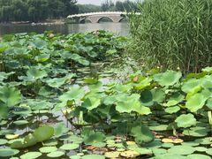 -大兴滨河森林公园