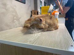 -Heymao猫咖.咖啡厅(东门店)