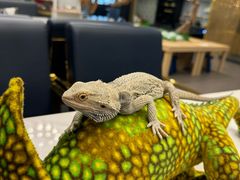 -FAIRYLAND龙族星球主题餐厅(凯丹广场店)