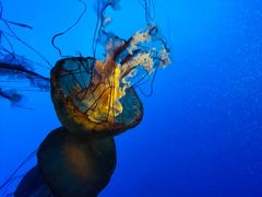 -太平洋海底世界