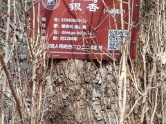-抱犊崮国家森林公园