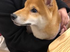 -豆柴町-柴犬主题狗咖(红鼎国际C座店)