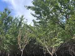 -汉景帝阳陵博物院