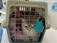 -北京观赏动物医院·24小时大型综合·猫专科·异宠专科