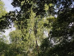 -大湾区中央湿地公园