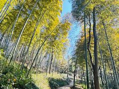 -上海佘山国家森林公园天马山园