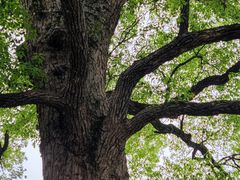 -八大山人梅湖景区