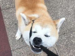 -艾贝尔宠物医院 ·内科全科(梁溪路店)