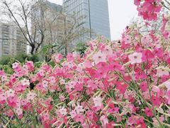 -香蜜公园