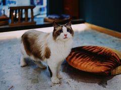 -飞行喵MR PILOT|猫舍·猫咖(静安大融城店)