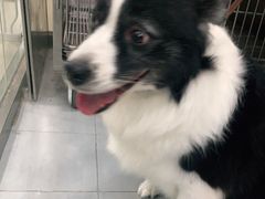 -宠福鑫康馨动物医院·骨科·眼科