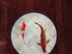 -鼎盛蜀坊·重庆江湖菜(市桥地铁站店)
