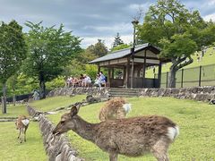 -奈良公园
