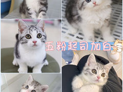 -lincat·猫舍(广州店)