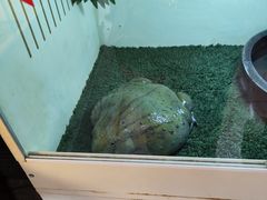 -中环花鸟鱼虫市场