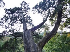 -北京上方山国家森林公园