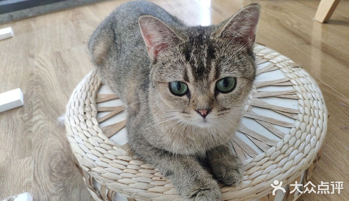 地铁口附近的猫咖店打卡