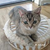 地铁口附近的猫咖店打卡