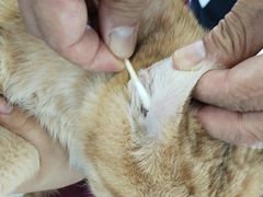 -瑞派福兴宠物医院犬猫全科·骨科·中西医结合(河东店)