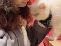 -猫色咖啡·猫咖