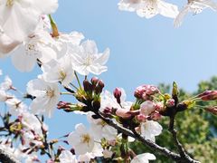 -新虹桥中心花园