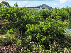 -老袁家蜜桃农场·阳山水蜜桃