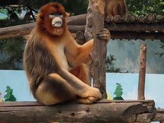 -西霞口神雕山野生动物世界