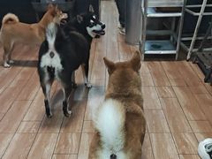 -柴犬高等学院·狗咖·柴犬售卖·宠物训练