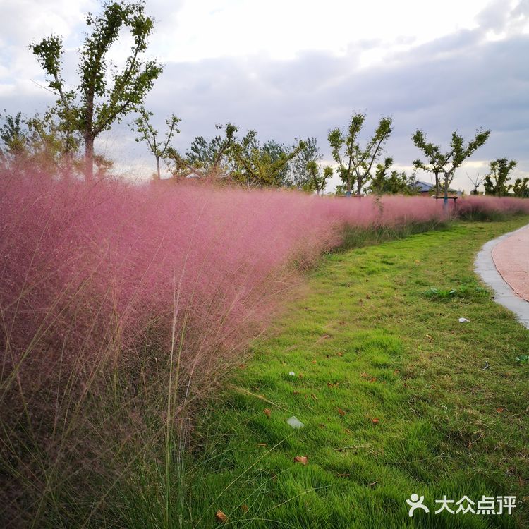 粉黛乱子草
