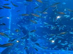 -海合安青岛极地海洋公园