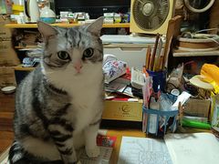 -瑞鹏宠物医院·宠保定点·心脏科·内科(御桥分院)