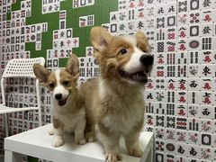 -我爱猫咪·猫咖·狗咖·安哥拉兔·羊驼咖(小寨华旗店)