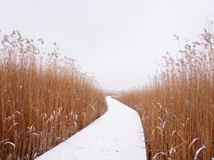-野鸭湖国家湿地公园