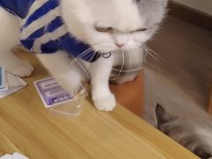 -柴迷FANS CLUB·柴犬狗咖·猫咖