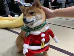 -逗柴咖啡屋·狗咖猫咖宠物桌游