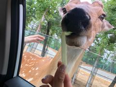 -秦皇岛野生动物园