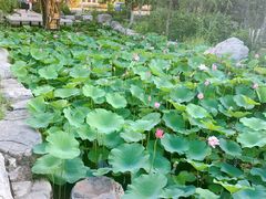 -万源龙顺度假庄园生态观光园