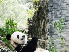 -都江堰中华大熊猫苑