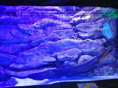 -芜湖新华联大白鲸海洋公园