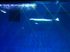 -芜湖新华联大白鲸海洋公园