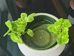 -君悦酒店·大堂酒吧·高空下午茶·暮色微醺