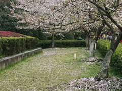 -武汉大学-樱园