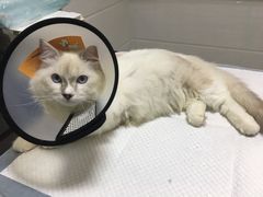 -派特宠物医院(圆融广场店)