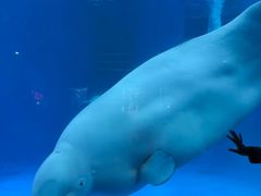 -海合安成都极地海洋公园