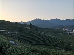 -龙坞茶村