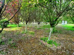 -长白岛森林公园