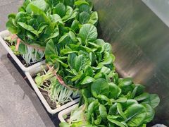 -小小饭店·休闲农庄·安吉松树林里的农家菜
